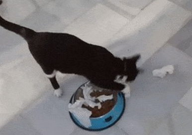 Why Does the Cat Do the Poop Burying Action Next to the Food?
