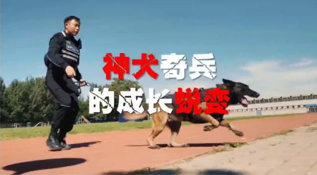 Sinogene and the Cloned Police Dog