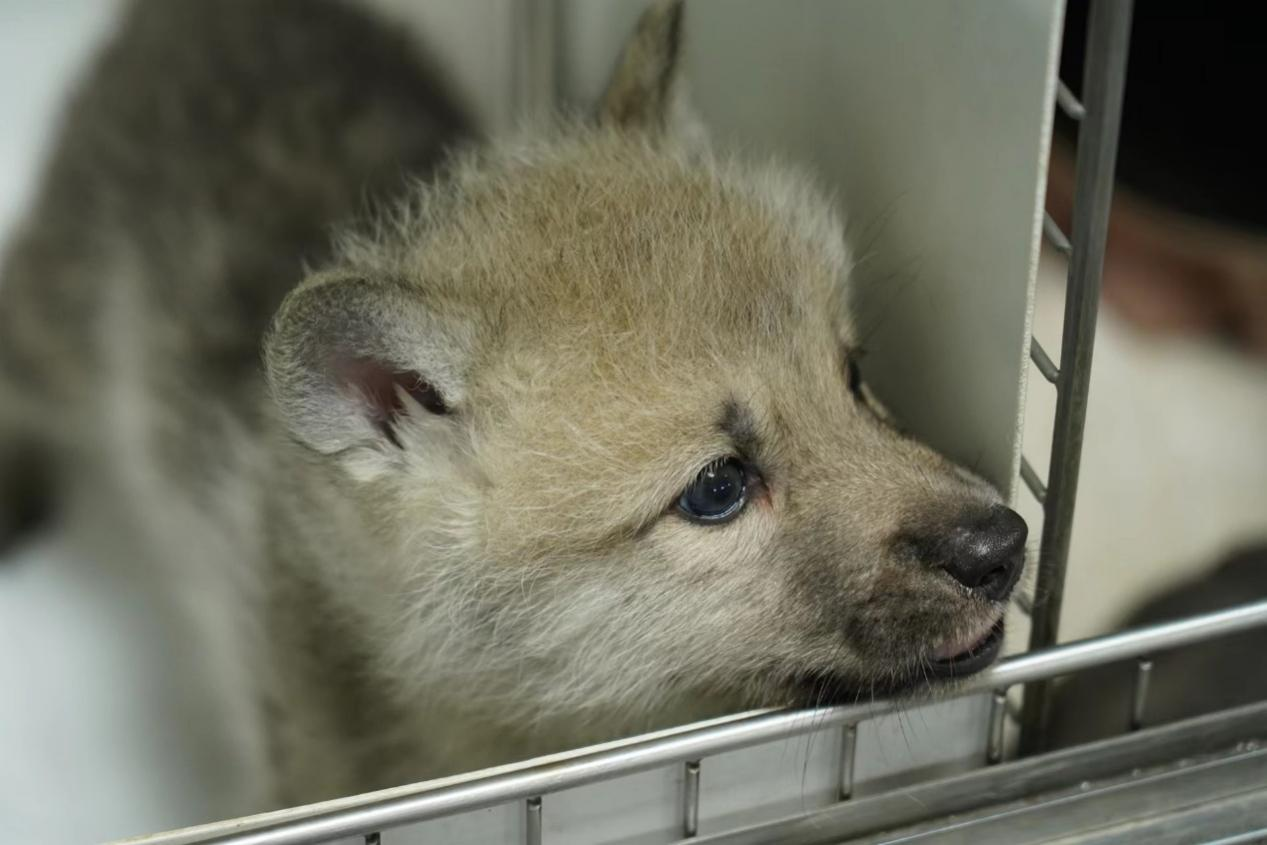World's First Cloned Arctic Wolf Was Born! Sinogene Empowers Species Diversity Conservation