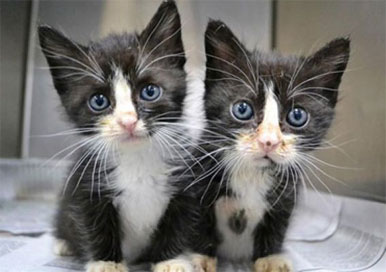 Cat Cloning