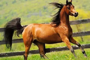 Cloned Horses Company - Sinogene Helps Horse Breeding
